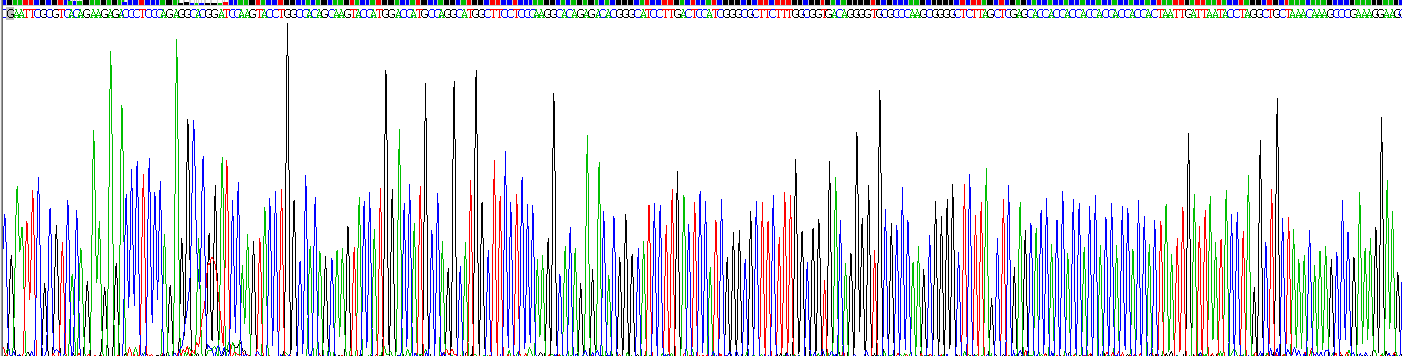 Recombinant Myelin Basic Protein (MBP)