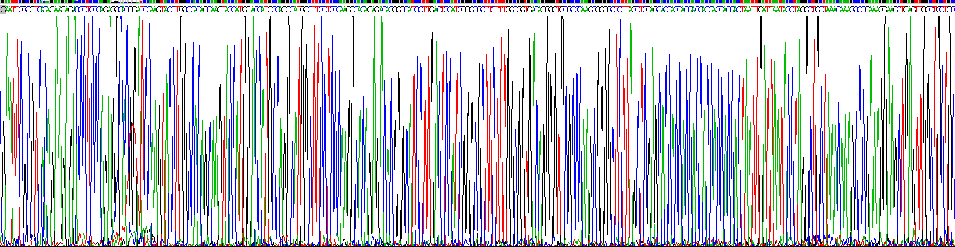 Recombinant Myelin Basic Protein (MBP)