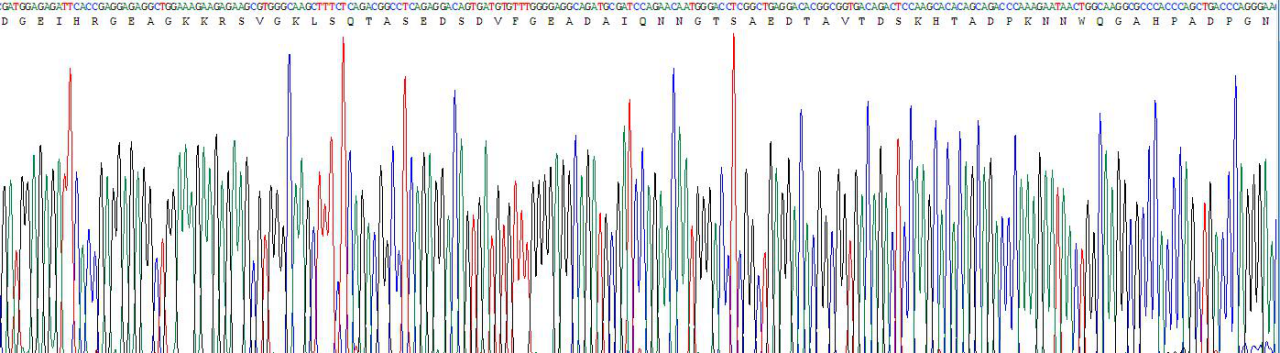 Recombinant Myelin Basic Protein (MBP)