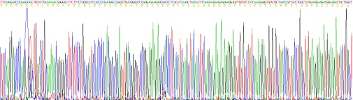 Recombinant Fibroblast Growth Factor 2, Basic (FGF2)