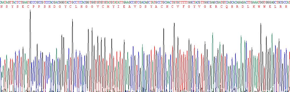 Recombinant Epidermal Growth Factor (EGF)