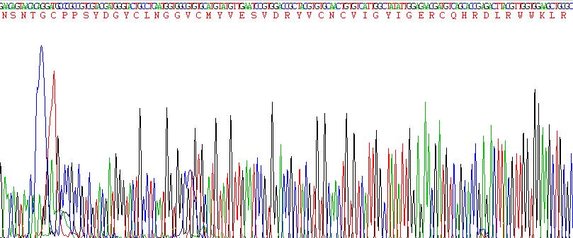 Recombinant Epidermal Growth Factor (EGF)