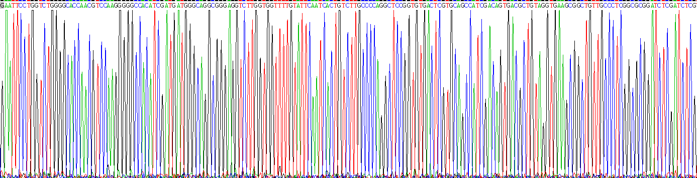 Recombinant Procollagen I C-Terminal Propeptide (PICP)