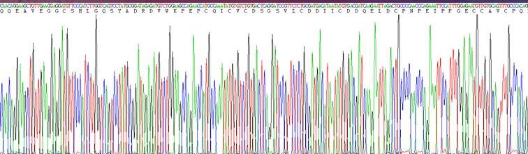 Recombinant Procollagen III N-Terminal Propeptide (PIIINP)