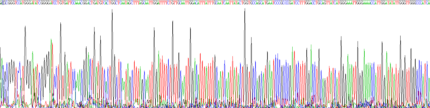 Recombinant Aquaporin 4 (AQP4)