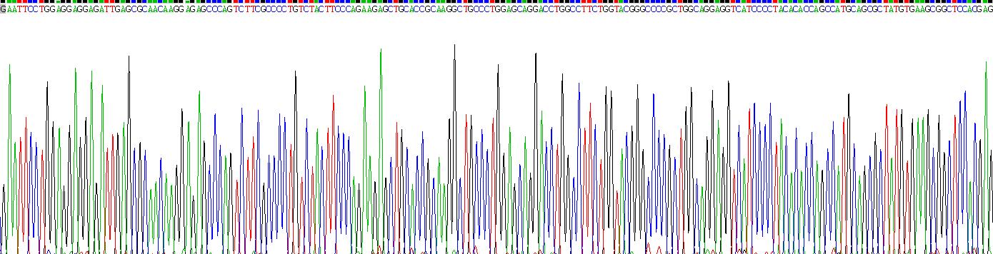 Recombinant Heme Oxygenase 1 (HO1)