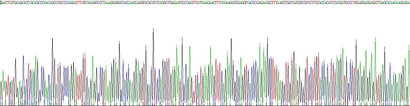 Recombinant Heme Oxygenase 1 (HO1)