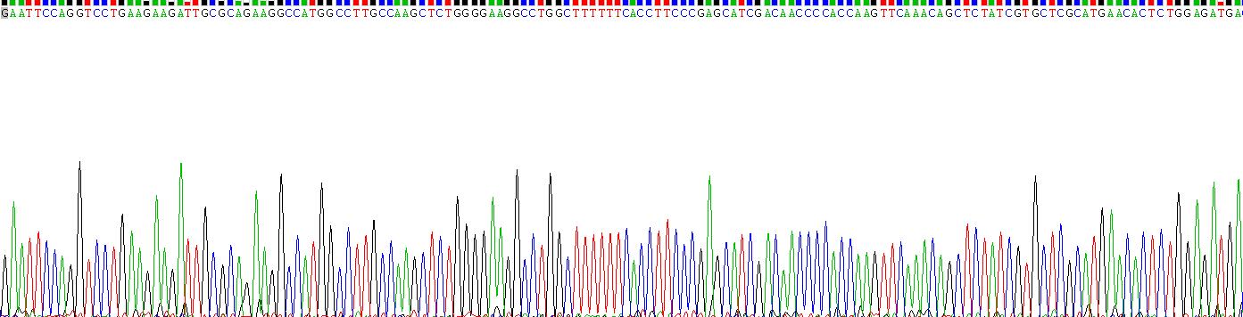 Recombinant Heme Oxygenase 1 (HO1)