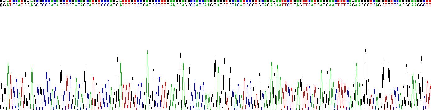 Recombinant Heme Oxygenase 1 (HO1)