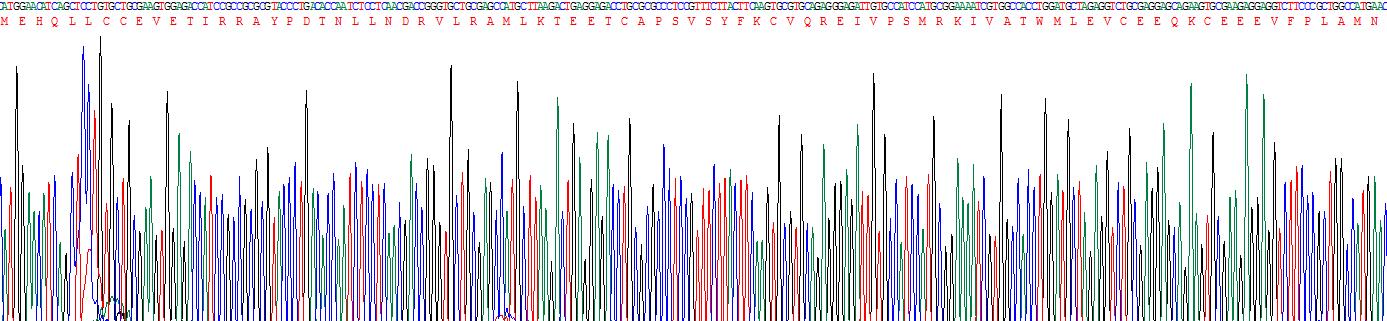 Recombinant Cyclin D1 (CCND1)