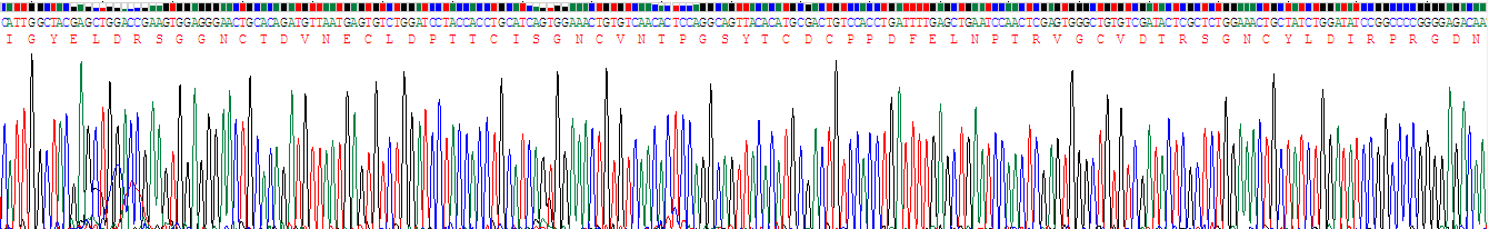 Recombinant Fibrillin 1 (FBN1)