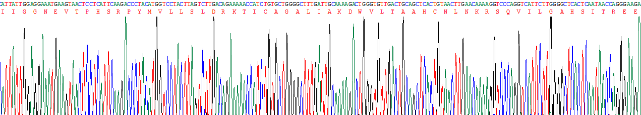 Recombinant Granzyme A (GZMA)