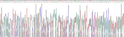 Recombinant Granzyme A (GZMA)