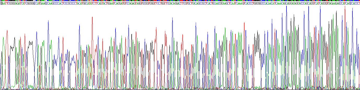 Recombinant Granzyme B (GZMB)