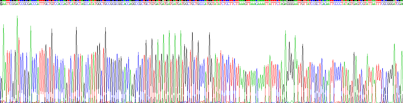 Recombinant Myeloperoxidase (MPO)