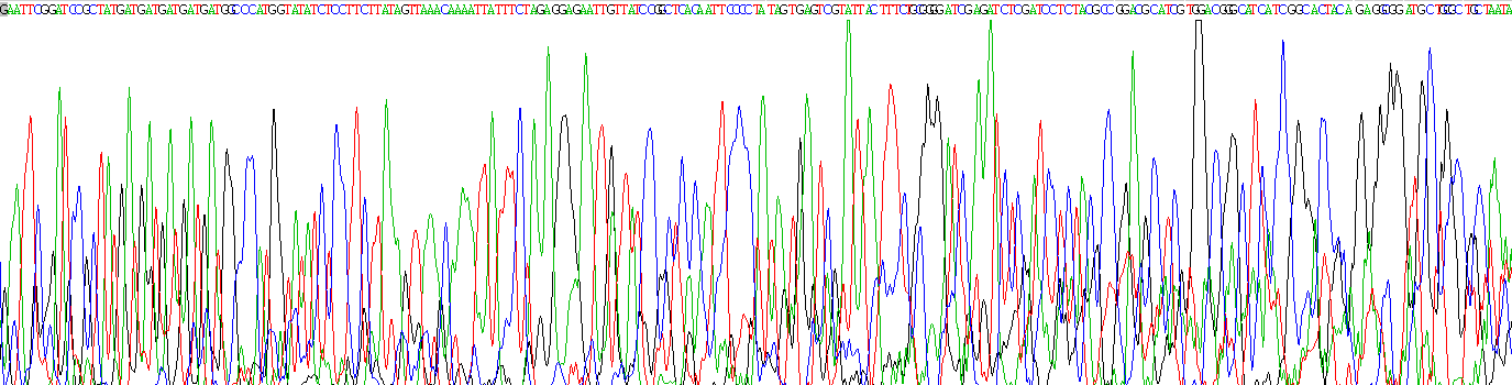 Recombinant Carboxypeptidase B2 (CPB2)