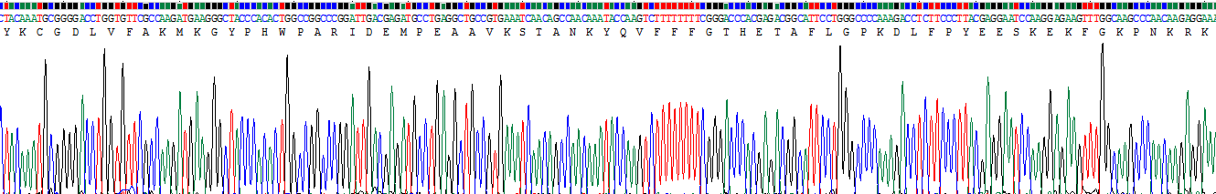 Recombinant Hepatoma Derived Growth Factor (HDGF)