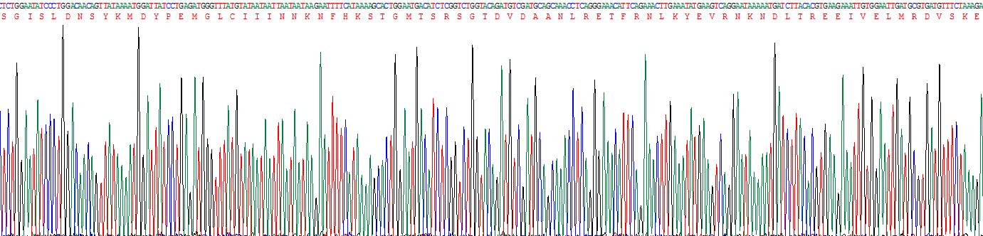 Recombinant Caspase 3 (CASP3)