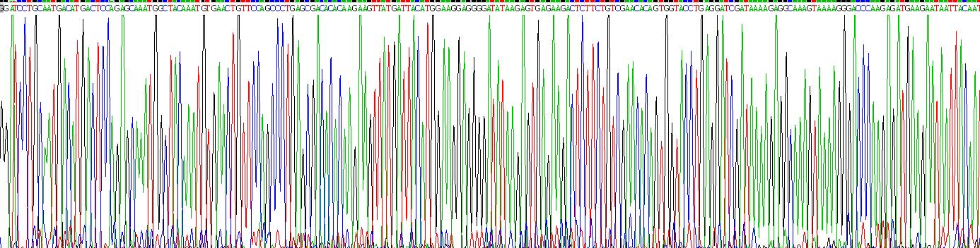 Recombinant Fibroblast Growth Factor 7 (FGF7)