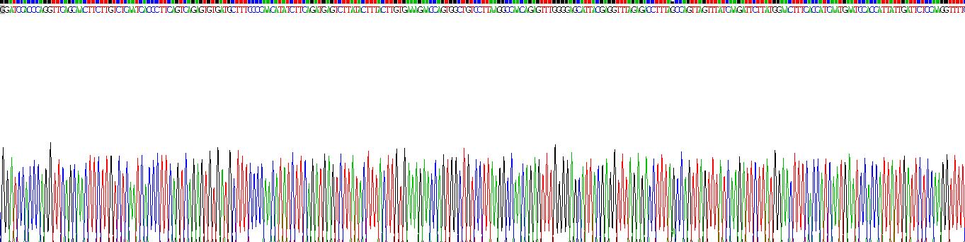 Recombinant Hexosaminidase B Beta (HEXb)