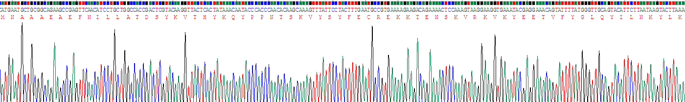 Recombinant Visfatin (VF)