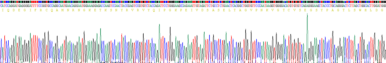 Recombinant Receptor For Advanced Glycation Endproducts (RAGE)