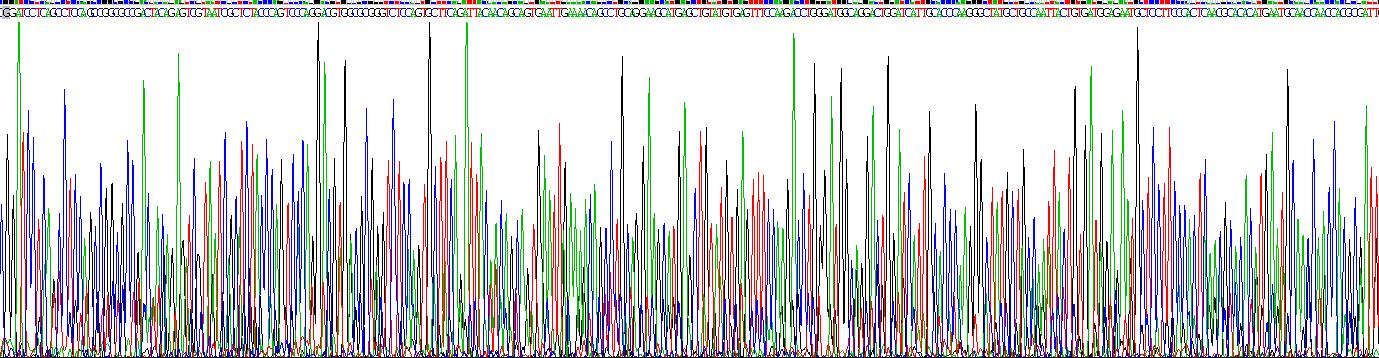 Recombinant Bone Morphogenetic Protein 6 (BMP6)