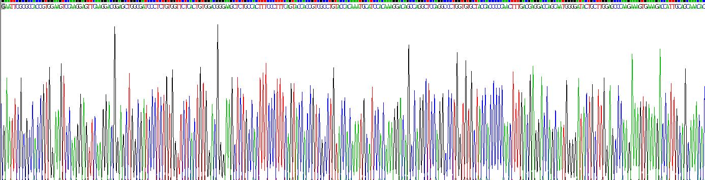 Recombinant Coagulation Factor XII (F12)