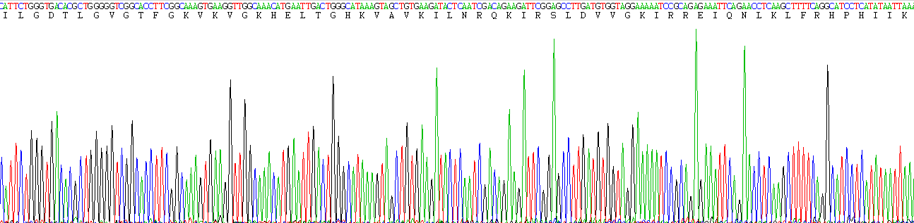 Recombinant Protein Kinase, AMP Activated Alpha 1 (AMPK Alpha 1)