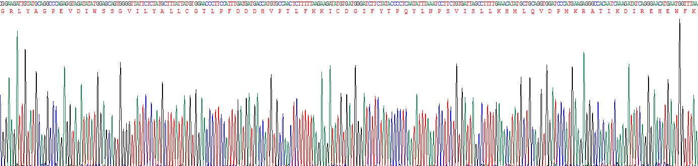 Recombinant Protein Kinase, AMP Activated Alpha 1 (AMPK Alpha 1)