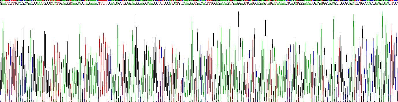 Recombinant Calretinin (CR)