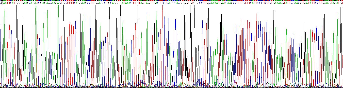 Recombinant Thioredoxin (Trx)