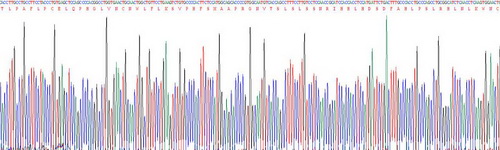 Recombinant Toll Like Receptor 9 (TLR9)