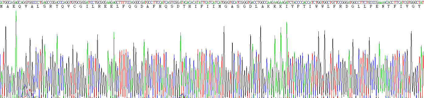 Recombinant Glucose-6-phosphate Dehydrogenase (G6PD)