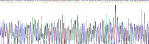 Recombinant C-Type Natriuretic Peptide (CNP)