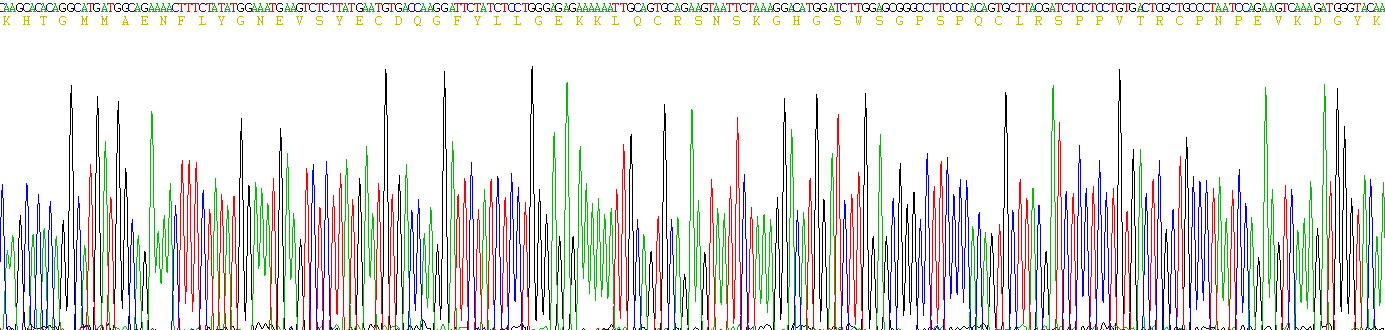 Recombinant Complement Receptor 2 (CD21)