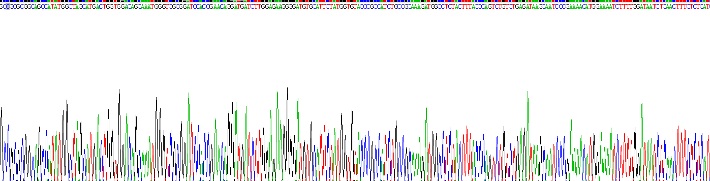 Recombinant Forkhead Box Protein O1 (FOXO1)