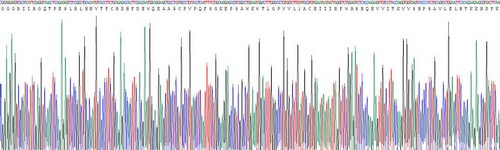 Recombinant Nicotinamide Adenine Dinucleotide Phosphate Oxidase 3 (NOX3)