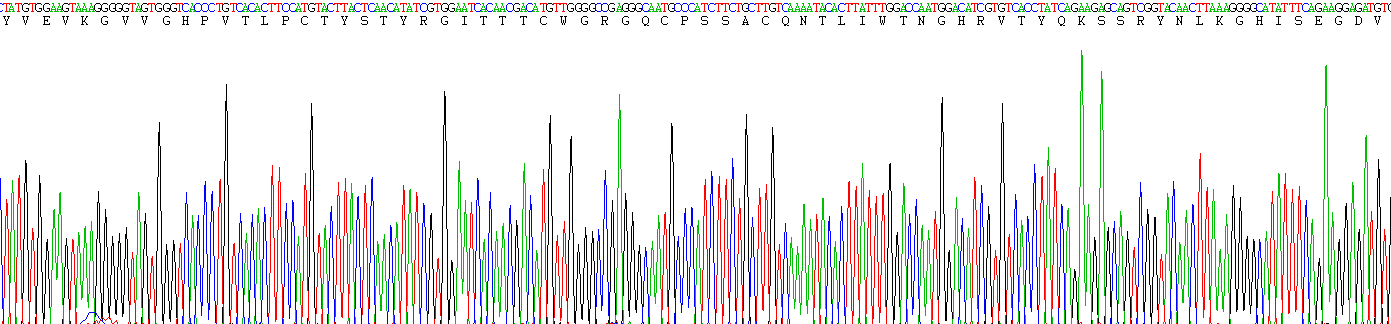 Recombinant Kidney Injury Molecule 1 (Kim1)