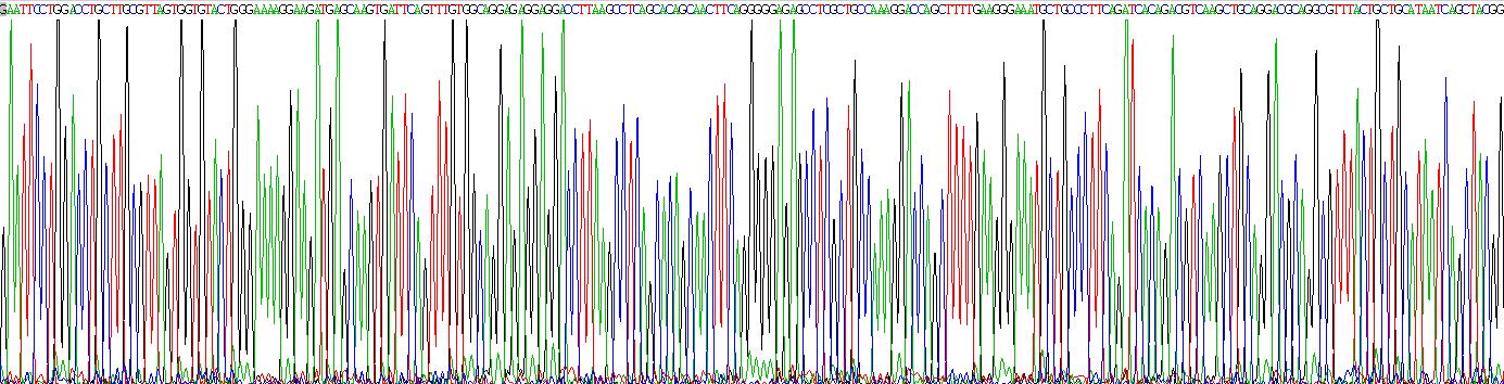 Recombinant Programmed Cell Death Protein 1 Ligand 1 (PDL1)