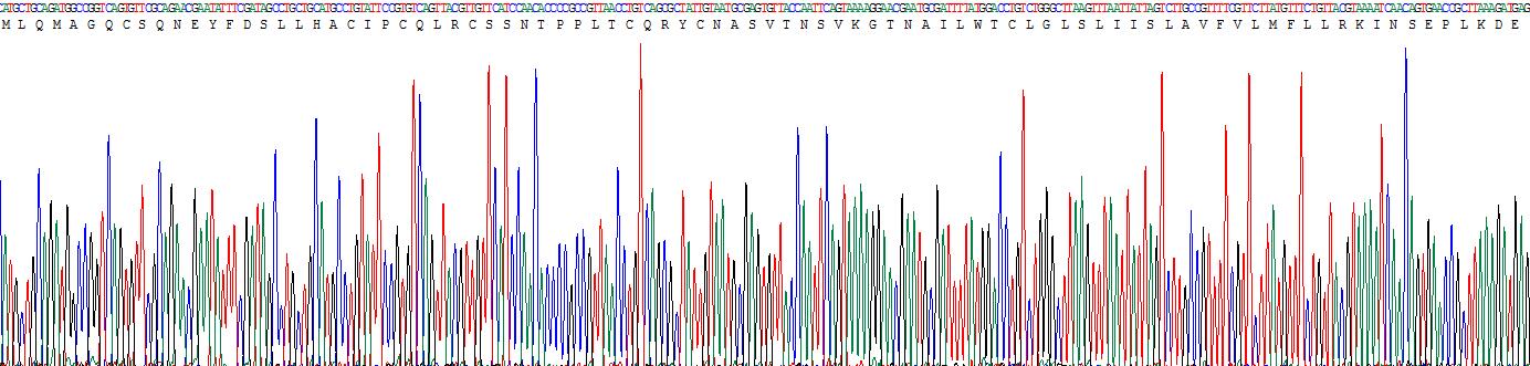 Recombinant Tumor Necrosis Factor Receptor Superfamily, Member 17 (TNFRSF17)