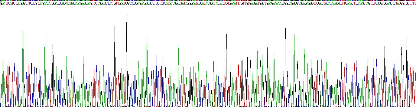 Recombinant Topoisomerase II (TOP2)