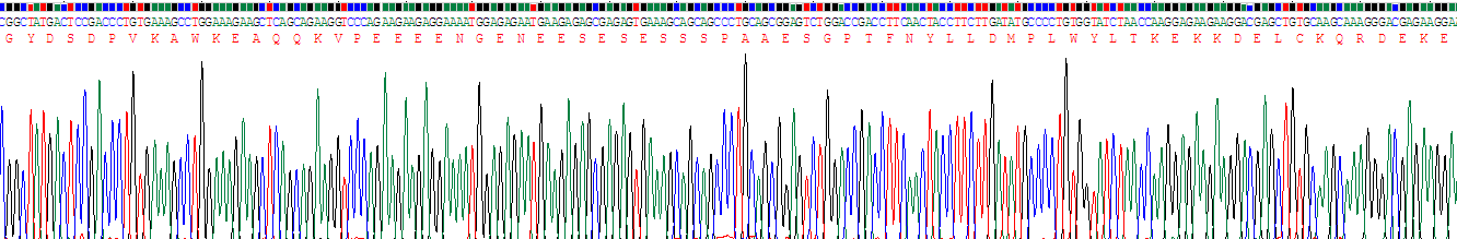 Recombinant Topoisomerase II (TOP2)