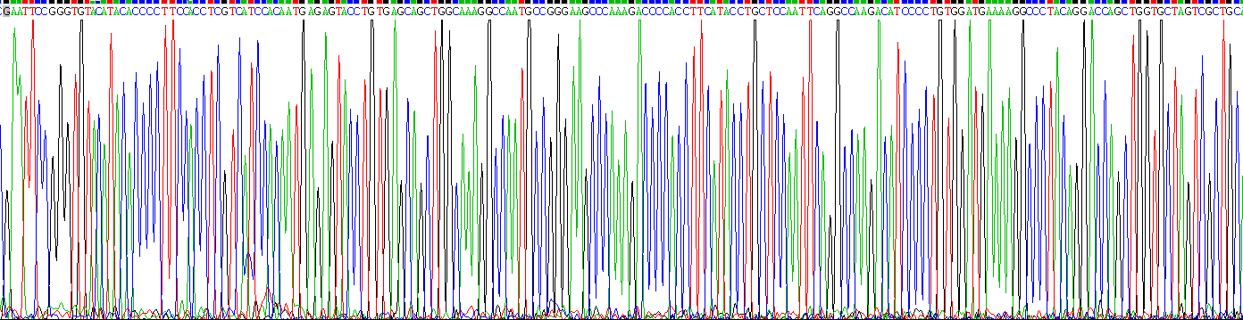 Recombinant Angiotensinogen (AGT)