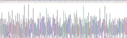 Recombinant Cholecystokinin (CCK)