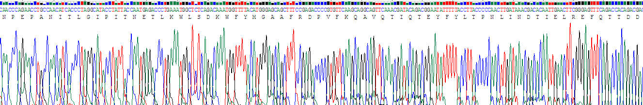 Recombinant Alpha-1-Acid Glycoprotein (a1AGP)