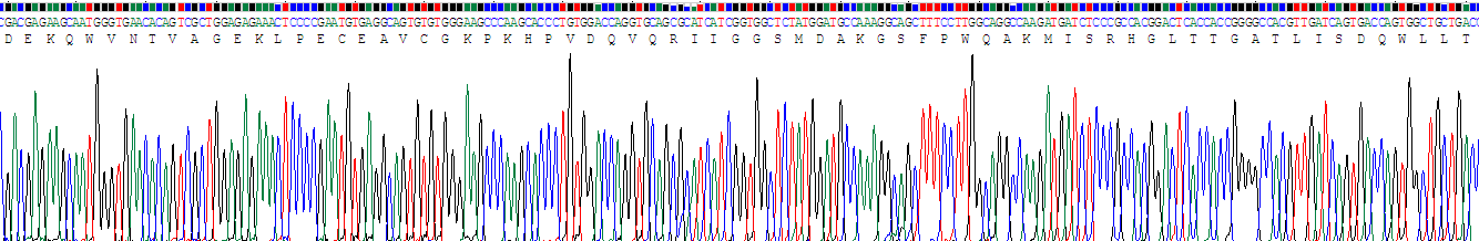 Recombinant Haptoglobin (Hpt)