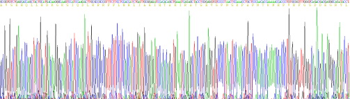 Recombinant Parathyroid Hormone Related Protein (PTHrP)