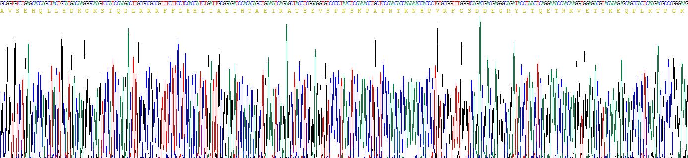 Recombinant Parathyroid Hormone Related Protein (PTHrP)