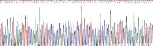 Recombinant C Reactive Protein (CRP)